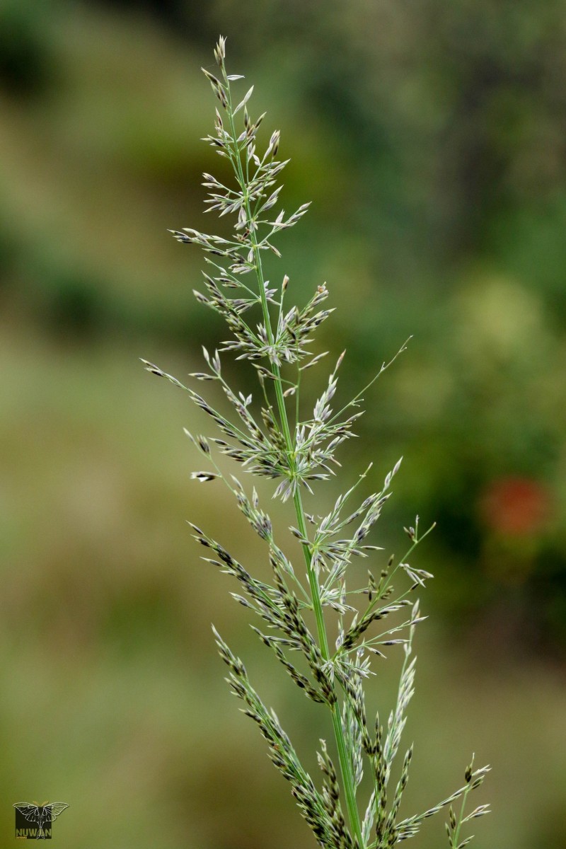 Garnotia exaristata Gould